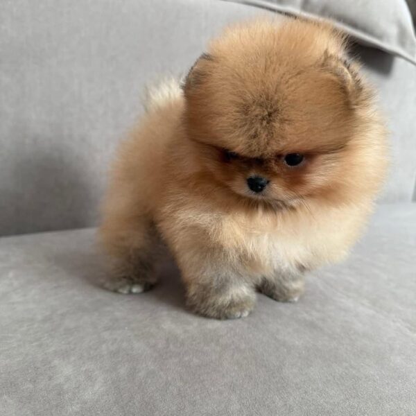 Harley Pomeranian puppy for sale